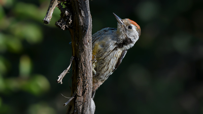 Ortanca Ağaçkakan (Dendrocoptes medius) - Denizli / Merkezefendi kuş fotoğrafı