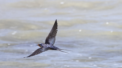 Kır Kırlangıcı (Hirundo rustica) - Ankara / Gölbaşı kuş fotoğrafı