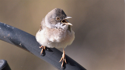Akgerdanlı Ötleğen (Curruca communis) - Zonguldak / Kozlu kuş fotoğrafı