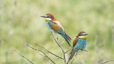 Arıkuşu (Merops apiaster) - Isparta / Senirkent kuş fotoğrafı