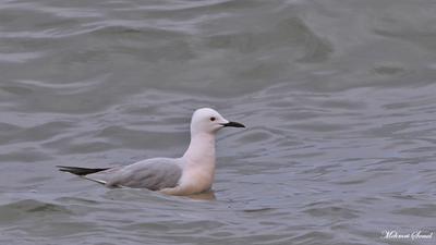 İncegagalı Martı (Chroicocephalus genei) - Kastamonu / Abana kuş fotoğrafı