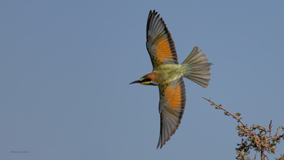 Arıkuşu (Merops apiaster) - Bilecik / Bozüyük kuş fotoğrafı