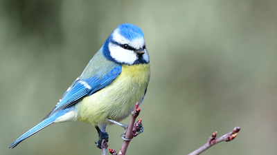 Mavi Baştankara (Cyanistes caeruleus) - İzmir / Güzelbahçe kuş fotoğrafı