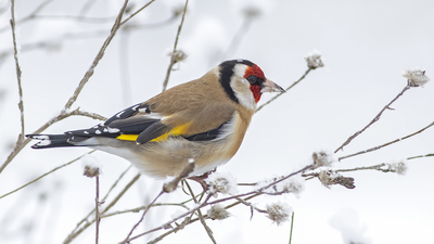 Saka (Carduelis carduelis) - Tokat / Merkez kuş fotoğrafı