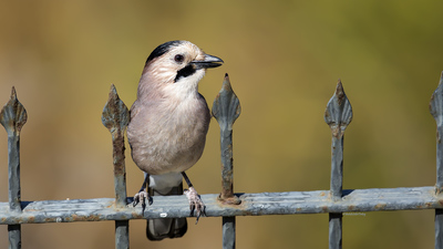 Alakarga (Garrulus glandarius) - Muğla / Bodrum kuş fotoğrafı