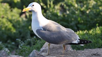 Van Gölü Martısı (Larus armenicus) - Van / Gevaş kuş fotoğrafı