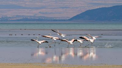 Flamingo (Phoenicopterus roseus) - Isparta / Senirkent kuş fotoğrafı