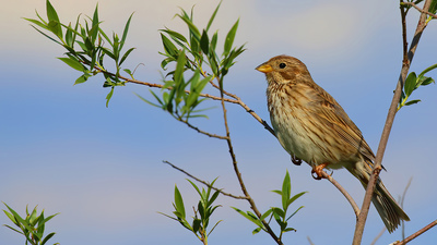 Tarla Çintesi (Emberiza calandra) - Malatya / Battalgazi kuş fotoğrafı