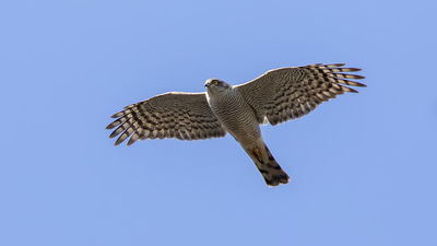 Atmaca (Accipiter nisus) - Tokat / Merkez kuş fotoğrafı