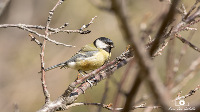 Büyük Baştankara (Parus major) - Ankara / Çankaya kuş fotoğrafı