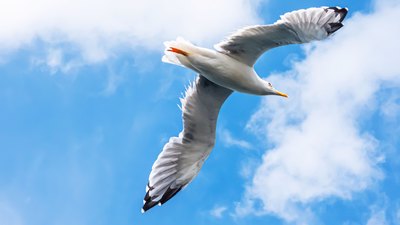 Gümüş Martı (Larus michahellis) - İstanbul / Üsküdar kuş fotoğrafı