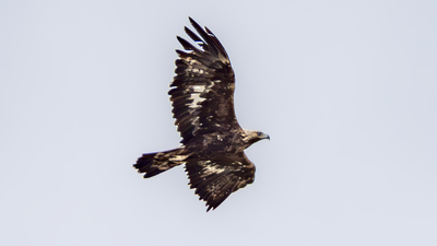 Kaya Kartalı (Aquila chrysaetos) - Diyarbakır / Çüngüş kuş fotoğrafı