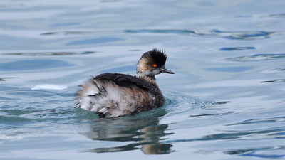 Karaboyunlu Batağan (Podiceps nigricollis) - Zonguldak / Kozlu kuş fotoğrafı