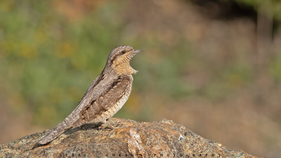 Boyunçeviren (Jynx torquilla) - İzmir / Menderes kuş fotoğrafı