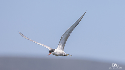 Sumru (Sterna hirundo) - Ankara / Gölbaşı kuş fotoğrafı