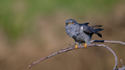 Guguk (Cuculus canorus) - Malatya / Battalgazi kuş fotoğrafı