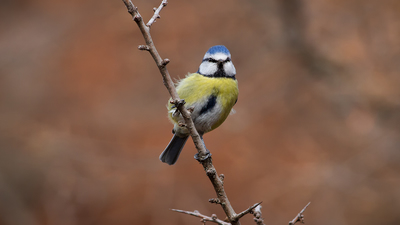 Mavi Baştankara (Cyanistes caeruleus) - Tokat / Zile kuş fotoğrafı