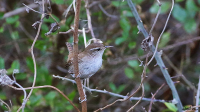 Çıtkuşu (Troglodytes troglodytes) - Kastamonu / Abana kuş fotoğrafı