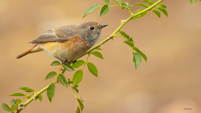 Kızılkuyruk (Phoenicurus phoenicurus) - Bilecik / Bozüyük kuş fotoğrafı