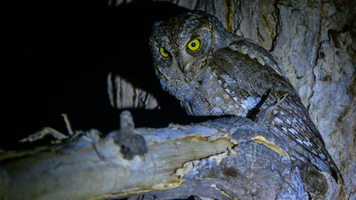 İshakkuşu (Otus scops) - Aksaray / Merkez kuş fotoğrafı