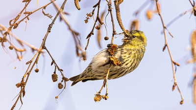 Karabaşlı İskete (Spinus spinus) - Ankara / Gölbaşı kuş fotoğrafı
