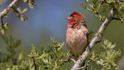 Çütre (Carpodacus erythrinus) - Bolu / Gerede kuş fotoğrafı