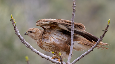 Kızıl Şahin (Buteo rufinus) - Kilis / Merkez kuş fotoğrafı