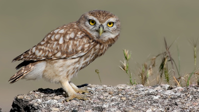 Kukumav (Athene noctua) - Ankara / Gölbaşı kuş fotoğrafı