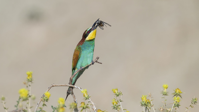 Arıkuşu (Merops apiaster) - Malatya / Battalgazi kuş fotoğrafı