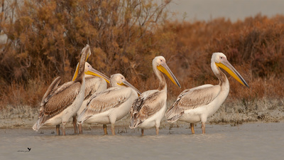 Ak Pelikan (Pelecanus onocrotalus) - Mersin / Silifke kuş fotoğrafı