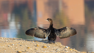 Küçük Karabatak (Microcarbo pygmaeus) - İstanbul / Tuzla kuş fotoğrafı