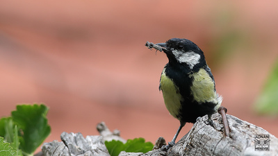 Büyük Baştankara (Parus major) - Ankara / Çamlıdere kuş fotoğrafı