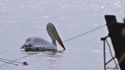 Tepeli Pelikan (Pelecanus crispus) - Balıkesir / Manyas kuş fotoğrafı