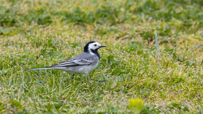 Ak Kuyruksallayan (Motacilla alba) - İstanbul / Şile kuş fotoğrafı