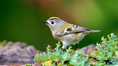 Çalıkuşu (Regulus regulus) - Denizli / Merkezefendi kuş fotoğrafı