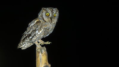 İshakkuşu (Otus scops) - Adana / Kozan kuş fotoğrafı