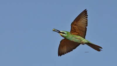 Yeşil Arıkuşu (Merops persicus) - Şanlıurfa / Ceylanpınar kuş fotoğrafı