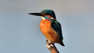 Yalıçapkını (Alcedo atthis) - İzmir / Balçova kuş fotoğrafı