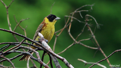 Karabaşlı Çinte (Emberiza melanocephala) - Kastamonu / Abana kuş fotoğrafı