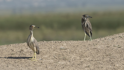 Gece Balıkçılı (Nycticorax nycticorax) - Kayseri / Yahyalı kuş fotoğrafı
