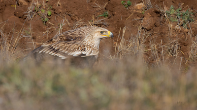 Şah Kartal (Aquila heliaca) - Bilecik / Merkez kuş fotoğrafı