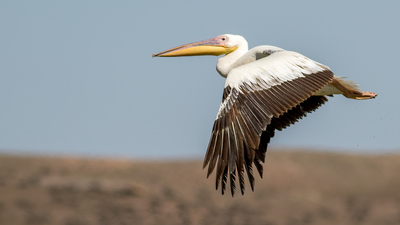 Ak Pelikan (Pelecanus onocrotalus) - Konya / Kulu kuş fotoğrafı