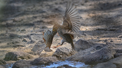 Tarla Çintesi (Emberiza calandra) - Ankara / Gölbaşı kuş fotoğrafı