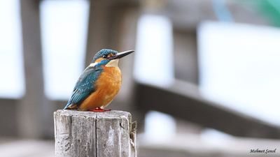 Yalıçapkını (Alcedo atthis) - Kastamonu / Abana kuş fotoğrafı