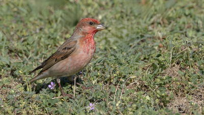Çütre (Carpodacus erythrinus) - Bolu / Merkez kuş fotoğrafı