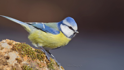 Mavi Baştankara (Cyanistes caeruleus) - Ankara / Ayaş kuş fotoğrafı