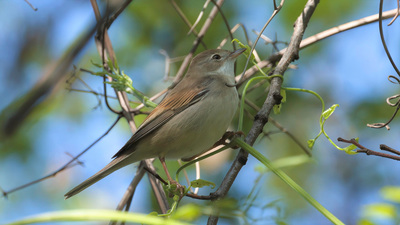 Akgerdanlı Ötleğen (Curruca communis) - Zonguldak / Kozlu kuş fotoğrafı