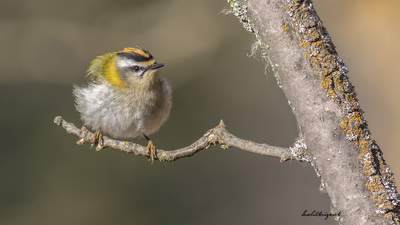 Sürmeli Çalıkuşu (Regulus ignicapilla) - Ankara / Gölbaşı kuş fotoğrafı