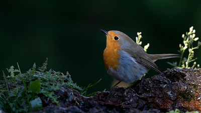 Kızılgerdan (Erithacus rubecula) - Denizli / Merkezefendi kuş fotoğrafı