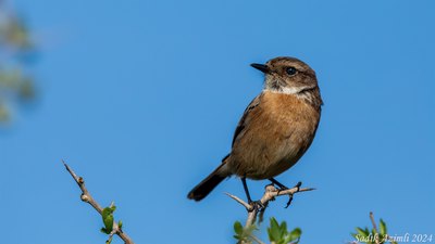 Taşkuşu (Saxicola rubicola) - KKTC / Güzelyurt kuş fotoğrafı